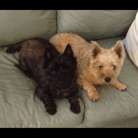 Meet your Posher, Cheryl - Picture 1 of 5